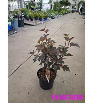 Physocarpus opulifolius 'Diabolo' C 2,5 L
